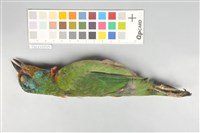 五色鳥藏品圖，第14張